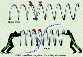 Graphical abstract: Field-induced ferromagnetism due to magneto-striction in 1-D helical chains