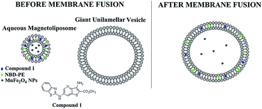 Graphical abstract: Magnetoliposomes based on manganese ferrite nanoparticles as nanocarriers for antitumor drugs