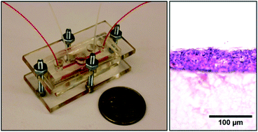 Graphical abstract: A multifunctional resealable perfusion chip for cell culture and tissue engineering