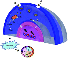 Graphical abstract: DNA damage and mitochondria-mediated apoptosis of A549 lung carcinoma cells induced by biosynthesised silver and platinum nanoparticles