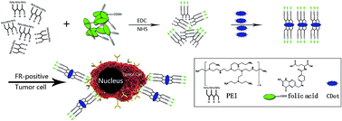 Graphical abstract: PEI–folic acid modified carbon nanodots for cancer cell-targeted delivery and two-photon excitation imaging