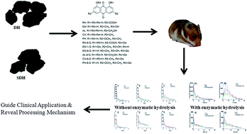 Graphical abstract: Influence of wine-processing on the pharmacokinetics of anthraquinone aglycones and glycosides from rhubarb in hyperlipidemic hamsters