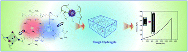 Graphical abstract: Rapid formation of highly stretchable and notch-insensitive hydrogels