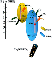 Graphical abstract: Cu2O NPs decorated BiPO4 photo-catalyst for enhanced organic contaminant degradation under visible light irradiation