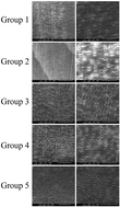 Graphical abstract: Biological tooth root reconstruction with a scaffold of swine treated dentin matrix