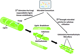 Graphical abstract: Enhanced biogas production from wheat straw with the application of synergistic microbial consortium pretreatment