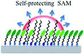 Graphical abstract: Self-protective action in multicomponent fluorescent self-assembled monolayers