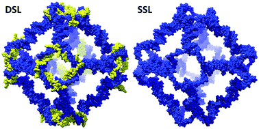 Graphical abstract: Comparative simulative analysis of single and double stranded truncated octahedral DNA nanocages