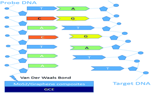 Graphical abstract: Highly sensitive electrochemical detection of circulating tumor DNA based on thin-layer MoS2/graphene composites