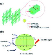 Graphical abstract: Preparation of Ti mesh supported N–S–C-tridoped TiO2 nanosheets to achieve high utilization of optical energy for photocatalytic degradation of norfloxacin