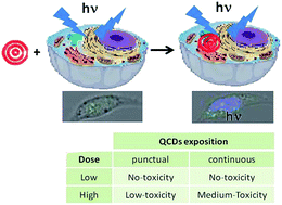 Graphical abstract: Toxicological properties of two fluorescent carbon quantum dots with onion ring morphology and their usefulness as bioimaging agents