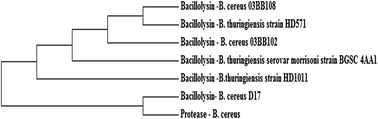 Graphical abstract: Cloning, expression, characterization and application of protease produced by Bacillus cereus PMW8