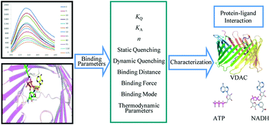 Graphical abstract: Recognition and binding of voltage-dependent anion channel-1 with ATP and NADH by spectroscopic analysis and molecular docking