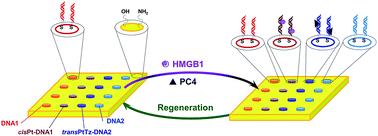 Graphical abstract: Specific interaction of platinated DNA and proteins by surface plasmon resonance imaging