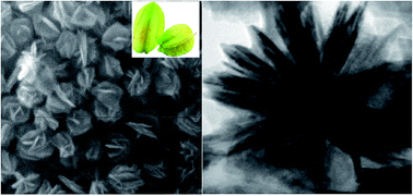 Graphical abstract: Growth and photocatalytic performance of carambola-like TiO2 consisting of nanosheets exposed {001} facets