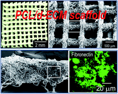 Graphical abstract: A scaffold with a bio-mimetically designed micro/nano-fibrous structure using decellularized extracellular matrix