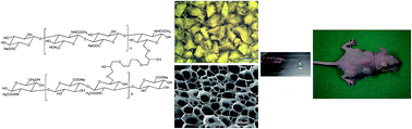 Graphical abstract: An injectable scaffold based on crosslinked hyaluronic acid gel for tissue regeneration