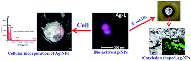 Graphical abstract: Green silver nanoparticles for drug transport, bioactivities and a bacterium (Bacillus subtilis)-mediated comparative nano-patterning feature