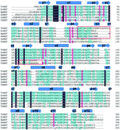 Graphical abstract: Structure of a thermostable methionine adenosyltransferase from Thermus thermophilus HB27 reveals a novel fold of the flexible loop