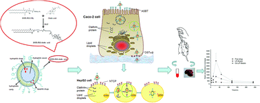 Graphical abstract: Enhanced hepatic-targeted delivery via oral administration using nanoliposomes functionalized with a novel DSPE–PEG–cholic acid conjugate