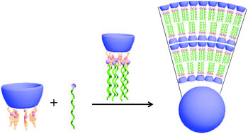 Graphical abstract: Effect of head/tail groups on molecular induced aggregation of polycationic cyclodextrin towards anionic surfactants