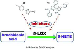 Graphical abstract: 2-Amino-4-aryl thiazole: a promising scaffold identified as a potent 5-LOX inhibitor