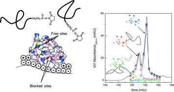 Graphical abstract: Model-based development of an on-column PEGylation process