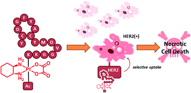 Graphical abstract: Induction of targeted necrosis with HER2-targeted platinum(iv) anticancer prodrugs