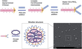 Graphical abstract: Regioselective thioacetylation of chitosan end-groups for nanoparticle gene delivery systems