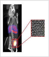 Graphical abstract: Tissue distribution and urinary excretion of intravenously administered chemically functionalized graphene oxide sheets