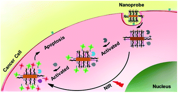 Graphical abstract: In situ activation and monitoring of the evolution of the intracellular caspase family