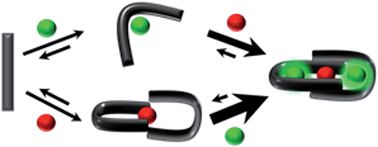 Graphical abstract: A prochelator peptide designed to use heterometallic cooperativity to enhance metal ion affinity