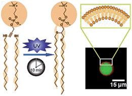 Graphical abstract: Rapid access to phospholipid analogs using thiol-yne chemistry