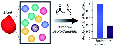 Graphical abstract: Development of peptoid-based ligands for the removal of cadmium from biological media