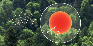 Graphical abstract: Water diffusion in atmospherically relevant α-pinene secondary organic material