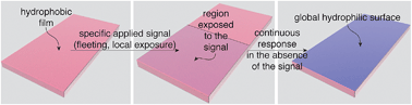 Graphical abstract: Polymeric materials that convert local fleeting signals into global macroscopic responses