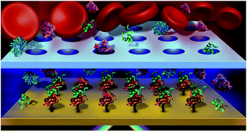 Graphical abstract: Microdialysis SPR: diffusion-gated sensing in blood