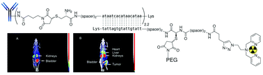 Graphical abstract: In vivo demonstration of an active tumor pretargeting approach with peptide nucleic acid bioconjugates as complementary system