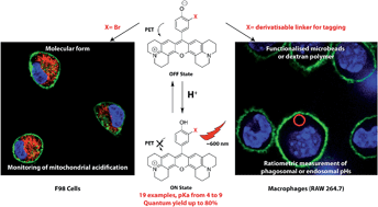 Graphical abstract: H-Rubies, a new family of red emitting fluorescent pH sensors for living cells