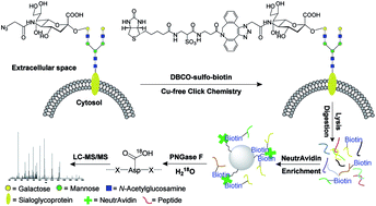 Graphical abstract: Systematic and site-specific analysis of N-sialoglycosylated proteins on the cell surface by integrating click chemistry and MS-based proteomics