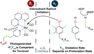 Graphical abstract: Direct interfacial Y731 oxidation in α2 by a photoβ2 subunit of E. coli class Ia ribonucleotide reductase