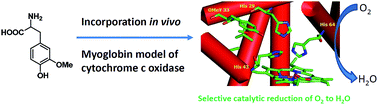 Graphical abstract: Significant improvement of oxidase activity through the genetic incorporation of a redox-active unnatural amino acid