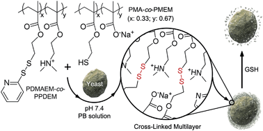 Graphical abstract: Cytocompatible in situ cross-linking of degradable LbL films based on thiol–exchange reaction