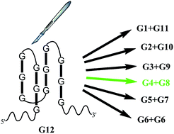 Graphical abstract: How to split a G-quadruplex for DNA detection: new insight into the formation of DNA split G-quadruplex