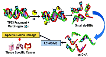 Graphical abstract: Chemical selectivity of nucleobase adduction relative to in vivo mutation sites on exon 7 fragment of p53 tumor suppressor gene