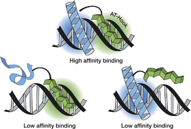 Graphical abstract: The AT-Hook motif as a versatile minor groove anchor for promoting DNA binding of transcription factor fragments