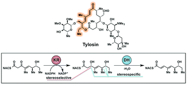 Graphical abstract: Tylosin polyketide synthase module 3: stereospecificity, stereoselectivity and steady-state kinetic analysis of β-processing domains via diffusible, synthetic substrates