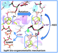 Graphical abstract: Mechanistic insights into the reductive dehydroxylation pathway for the biosynthesis of isoprenoids promoted by the IspH enzyme