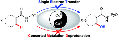 Graphical abstract: Mechanistic insights into cobalt(ii/iii)-catalyzed C–H oxidation: a combined theoretical and experimental study