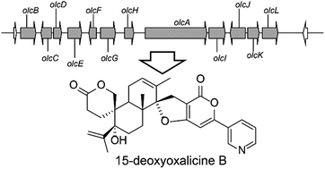 Graphical abstract: Genome mining and molecular characterization of the biosynthetic gene cluster of a diterpenic meroterpenoid, 15-deoxyoxalicine B, in Penicillium canescens